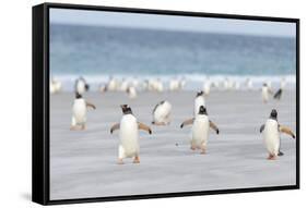 Gentoo Penguin Walking to their Rookery, Falkland Islands-Martin Zwick-Framed Stretched Canvas