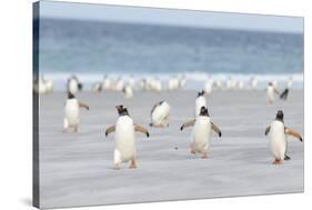 Gentoo Penguin Walking to their Rookery, Falkland Islands-Martin Zwick-Stretched Canvas