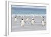 Gentoo Penguin Walking to their Rookery, Falkland Islands-Martin Zwick-Framed Photographic Print