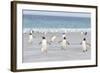 Gentoo Penguin Walking to their Rookery, Falkland Islands-Martin Zwick-Framed Photographic Print