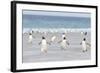 Gentoo Penguin Walking to their Rookery, Falkland Islands-Martin Zwick-Framed Photographic Print