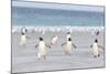 Gentoo Penguin Walking to their Rookery, Falkland Islands-Martin Zwick-Mounted Photographic Print