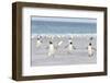 Gentoo Penguin Walking to their Rookery, Falkland Islands-Martin Zwick-Framed Premium Photographic Print