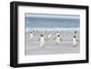 Gentoo Penguin Walking to their Rookery, Falkland Islands-Martin Zwick-Framed Premium Photographic Print