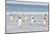 Gentoo Penguin Walking to their Rookery, Falkland Islands-Martin Zwick-Mounted Premium Photographic Print