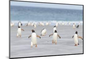 Gentoo Penguin Walking to their Rookery, Falkland Islands-Martin Zwick-Mounted Premium Photographic Print