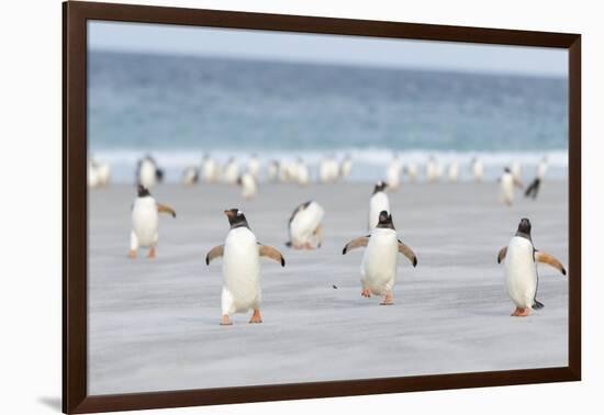 Gentoo Penguin Walking to their Rookery, Falkland Islands-Martin Zwick-Framed Photographic Print