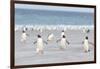 Gentoo Penguin Walking to their Rookery, Falkland Islands-Martin Zwick-Framed Photographic Print