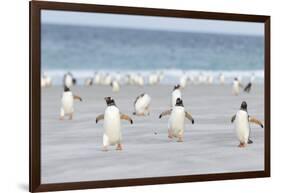 Gentoo Penguin Walking to their Rookery, Falkland Islands-Martin Zwick-Framed Photographic Print