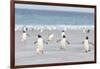 Gentoo Penguin Walking to their Rookery, Falkland Islands-Martin Zwick-Framed Photographic Print