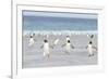 Gentoo Penguin Walking to their Rookery, Falkland Islands-Martin Zwick-Framed Photographic Print