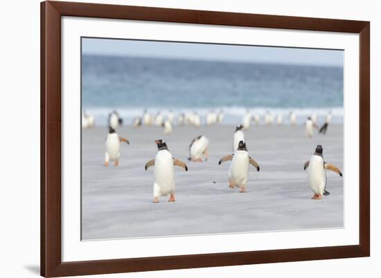 Gentoo Penguin Walking to their Rookery, Falkland Islands-Martin Zwick-Framed Photographic Print