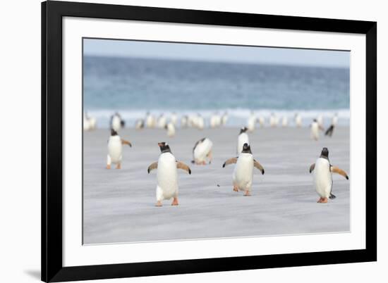 Gentoo Penguin Walking to their Rookery, Falkland Islands-Martin Zwick-Framed Photographic Print