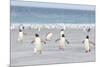 Gentoo Penguin Walking to their Rookery, Falkland Islands-Martin Zwick-Mounted Photographic Print