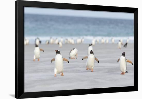 Gentoo Penguin Walking to their Rookery, Falkland Islands-Martin Zwick-Framed Photographic Print