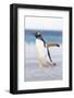 Gentoo Penguin Walking to their Rookery, Falkland Islands-Martin Zwick-Framed Photographic Print