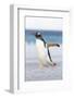 Gentoo Penguin Walking to their Rookery, Falkland Islands-Martin Zwick-Framed Photographic Print