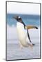 Gentoo Penguin Walking to their Rookery, Falkland Islands-Martin Zwick-Mounted Photographic Print