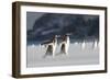 Gentoo Penguin Walking to their Rookery, Falkland Islands-Martin Zwick-Framed Photographic Print