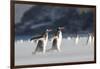 Gentoo Penguin Walking to their Rookery, Falkland Islands-Martin Zwick-Framed Photographic Print