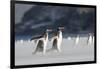 Gentoo Penguin Walking to their Rookery, Falkland Islands-Martin Zwick-Framed Photographic Print