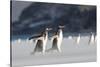 Gentoo Penguin Walking to their Rookery, Falkland Islands-Martin Zwick-Stretched Canvas