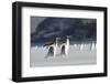 Gentoo Penguin Walking to their Rookery, Falkland Islands-Martin Zwick-Framed Photographic Print