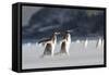 Gentoo Penguin Walking to their Rookery, Falkland Islands-Martin Zwick-Framed Stretched Canvas