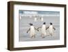 Gentoo Penguin Walking to their Rookery, Falkland Islands-Martin Zwick-Framed Photographic Print