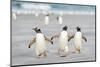 Gentoo Penguin Walking to their Rookery, Falkland Islands-Martin Zwick-Mounted Photographic Print