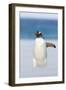 Gentoo Penguin Walking to their Rookery, Falkland Islands-Martin Zwick-Framed Photographic Print