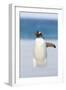 Gentoo Penguin Walking to their Rookery, Falkland Islands-Martin Zwick-Framed Photographic Print