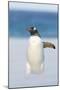 Gentoo Penguin Walking to their Rookery, Falkland Islands-Martin Zwick-Mounted Photographic Print