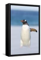 Gentoo Penguin Walking to their Rookery, Falkland Islands-Martin Zwick-Framed Stretched Canvas