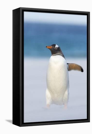 Gentoo Penguin Walking to their Rookery, Falkland Islands-Martin Zwick-Framed Stretched Canvas