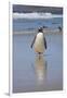 Gentoo Penguin. West Point Island. Falkland Islands.-Tom Norring-Framed Photographic Print