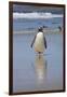 Gentoo Penguin. West Point Island. Falkland Islands.-Tom Norring-Framed Photographic Print