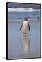 Gentoo Penguin. West Point Island. Falkland Islands.-Tom Norring-Framed Stretched Canvas