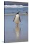 Gentoo Penguin. West Point Island. Falkland Islands.-Tom Norring-Stretched Canvas