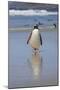 Gentoo Penguin. West Point Island. Falkland Islands.-Tom Norring-Mounted Photographic Print