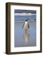 Gentoo Penguin. West Point Island. Falkland Islands.-Tom Norring-Framed Photographic Print