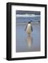 Gentoo Penguin. West Point Island. Falkland Islands.-Tom Norring-Framed Photographic Print