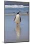 Gentoo Penguin. West Point Island. Falkland Islands.-Tom Norring-Mounted Photographic Print