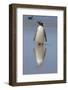 Gentoo Penguin. West Point Island. Falkland Islands.-Tom Norring-Framed Photographic Print