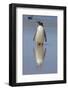 Gentoo Penguin. West Point Island. Falkland Islands.-Tom Norring-Framed Photographic Print