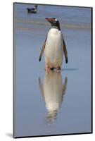 Gentoo Penguin. West Point Island. Falkland Islands.-Tom Norring-Mounted Photographic Print