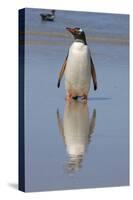 Gentoo Penguin. West Point Island. Falkland Islands.-Tom Norring-Stretched Canvas