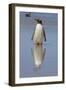 Gentoo Penguin. West Point Island. Falkland Islands.-Tom Norring-Framed Photographic Print