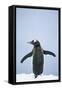 Gentoo Penguin Wings Spread-null-Framed Stretched Canvas