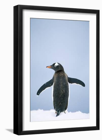 Gentoo Penguin Wings Spread-null-Framed Premium Photographic Print